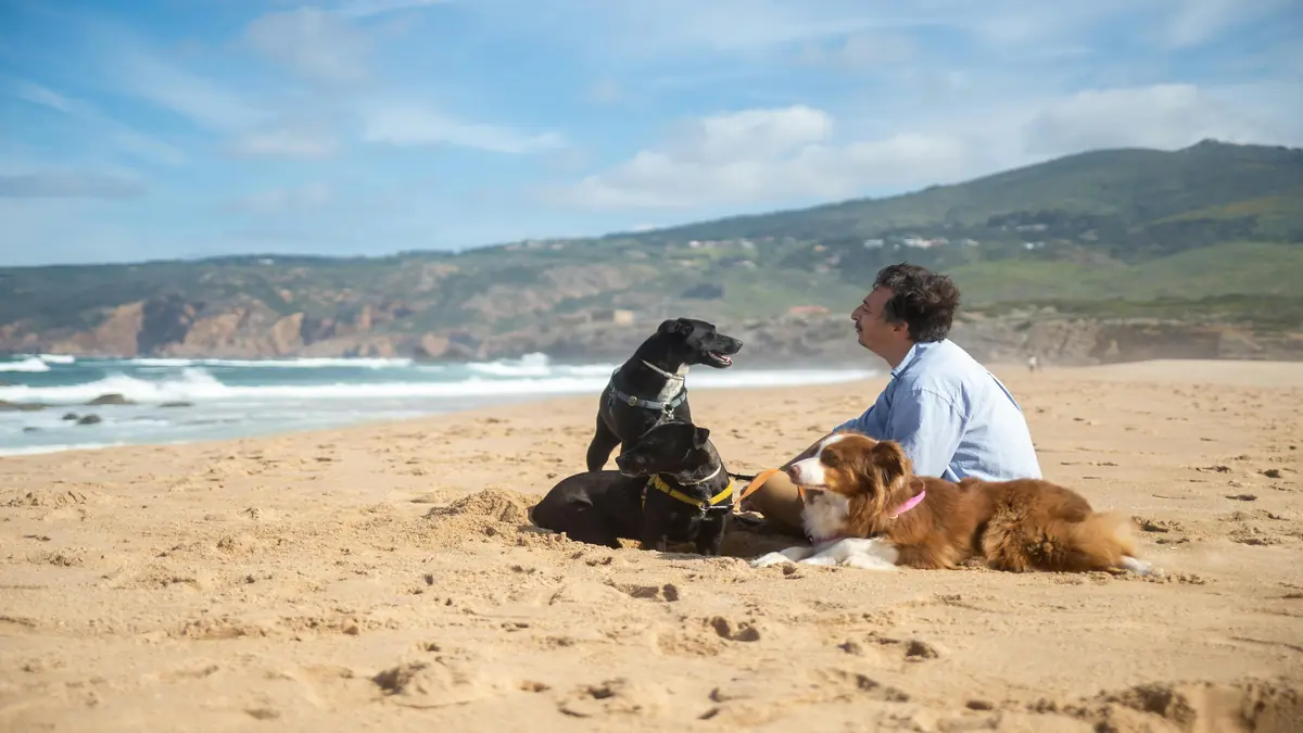 Animais de companhia robustos com temperamento dócil